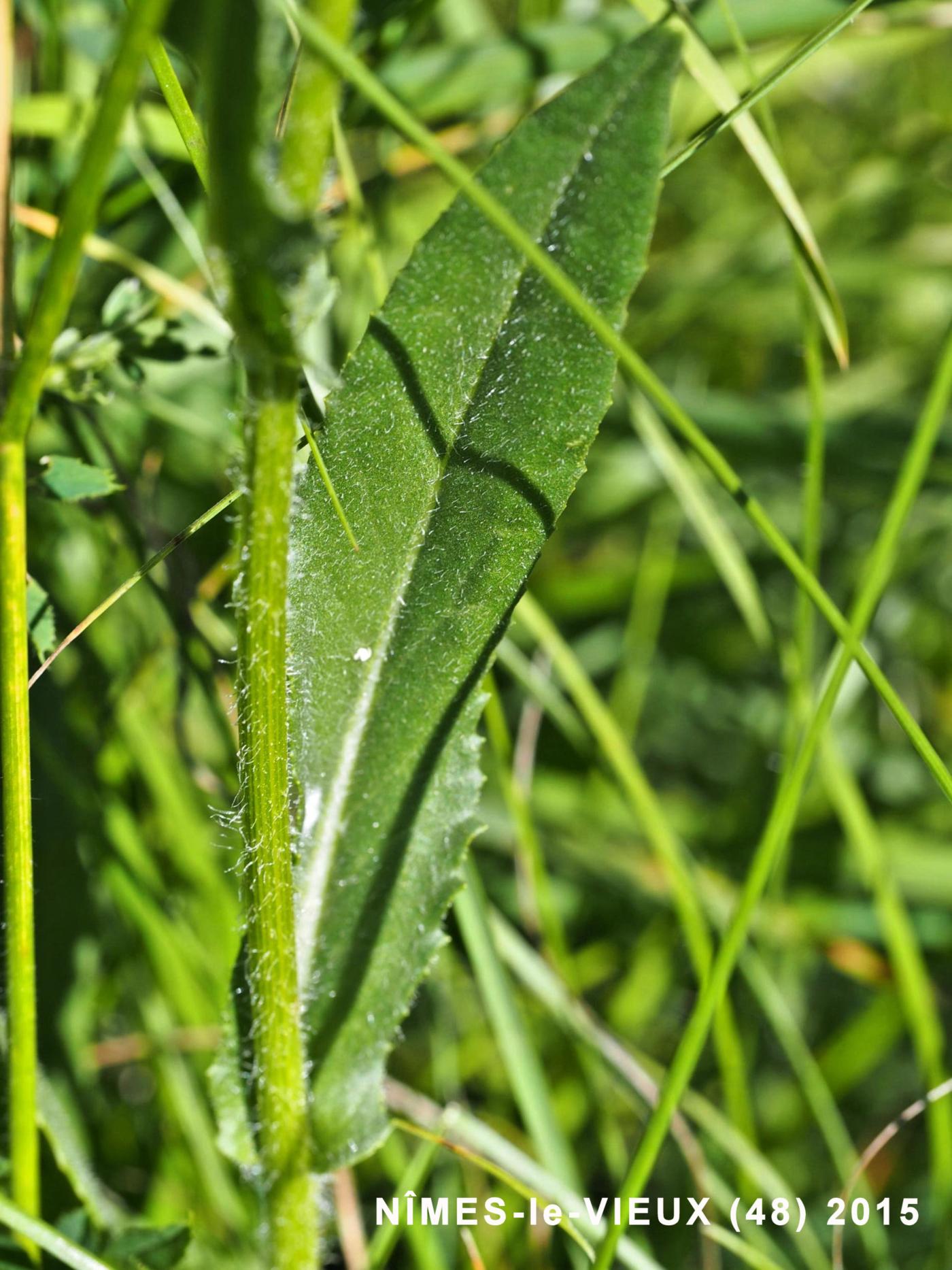 Ragwort, Rodez leaf